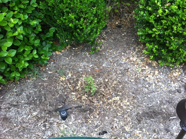 2012/00(Landscaping)/640x480_2012-04-30-6607 Conifer Cove-60.jpg